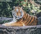 Тигр, лежащий на серой скале